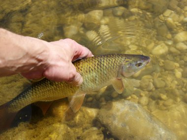 Nehre yakalanmış balıklar