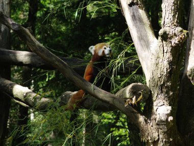 Küçük kırmızı panda ağaçta dinleniyor 