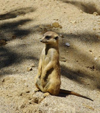 Meercat kumsalda .