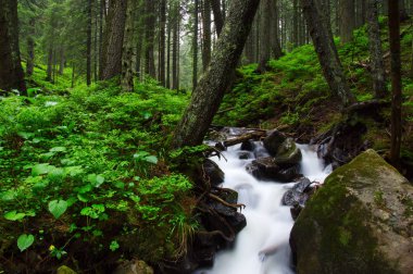 Woods ve ağaçta sis Nehri