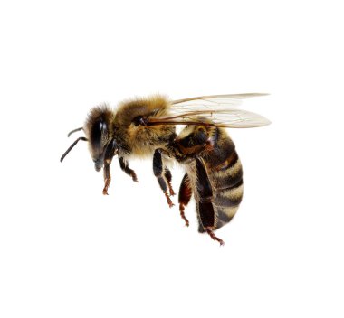 Arı beyazı izole etti.