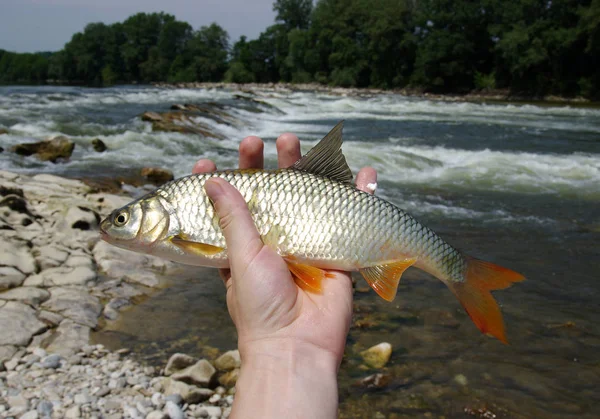 fish in the hand caught in the river
