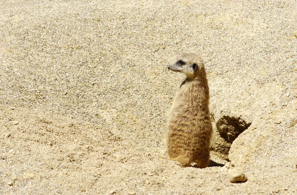 Кот Песке — стоковое фото