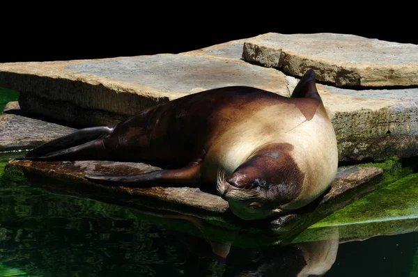 Leão Marinho Sul Americano Perto Água — Fotografia de Stock