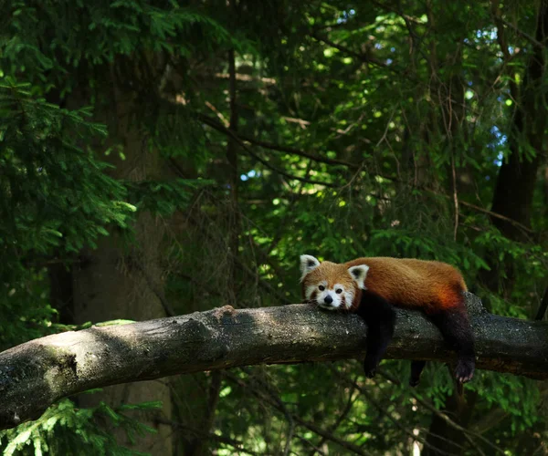 Pequeño Panda Rojo Descansando Árbol —  Fotos de Stock