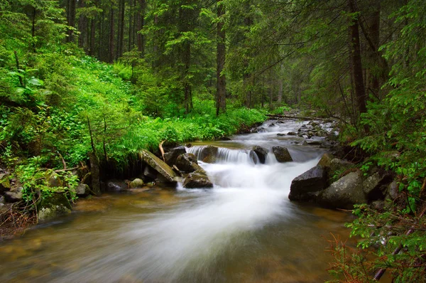Řeka Lese Stromy Mlze — Stock fotografie