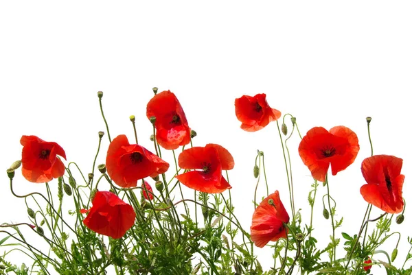 Red Poppies Isolated White — Stock Photo, Image