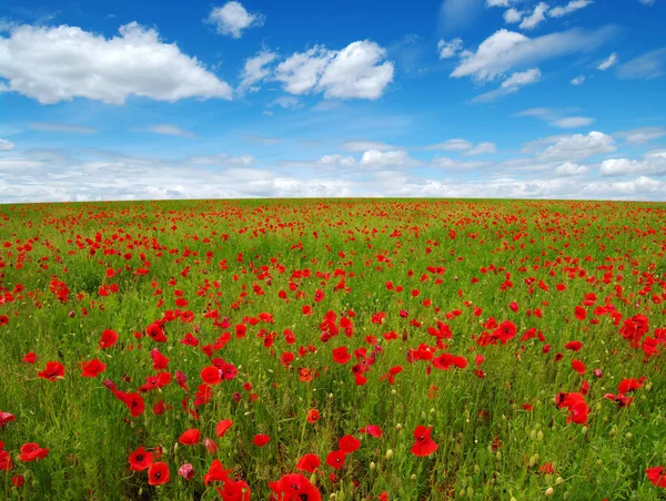 Red Poppies Field Sky Clouds — Stock Photo, Image