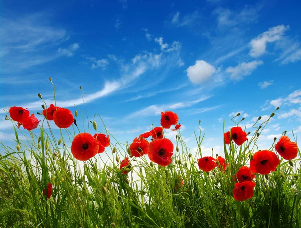 Rote Mohnblumen Auf Feld Himmel Und Wolken — Stockfoto