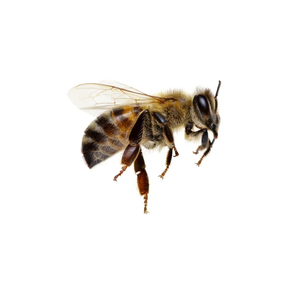 Bee Isolerad Den Vita — Stockfoto