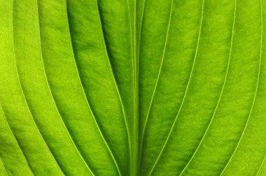 Yeşil yapraklar arka plan. Yaprak dokusu