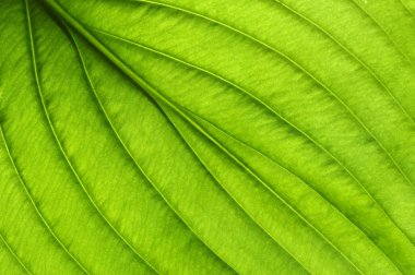 Yeşil yapraklar arka plan. Yaprak dokusu