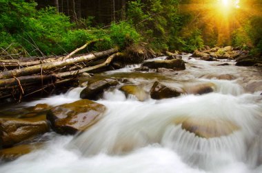 Dağ nehri yeşil ormandan akıyor. Ormanda akarsu.