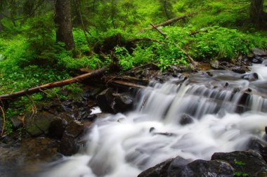 Woods ve ağaçta sis Nehri