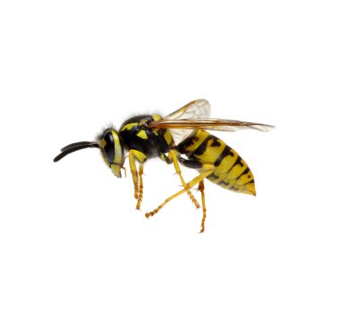 wasp isolated on white background clipart