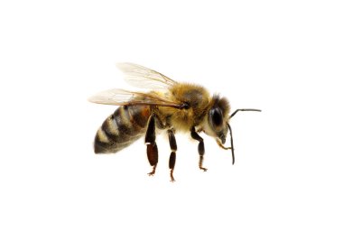 Arı beyazı izole etti.