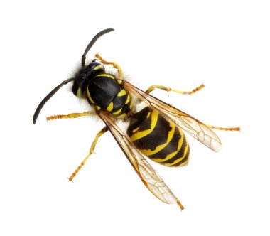 Beyaz arkaplanda yaban arısı izole