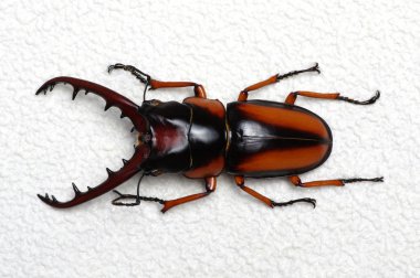 Stag beetle arka plan üzerinde izole