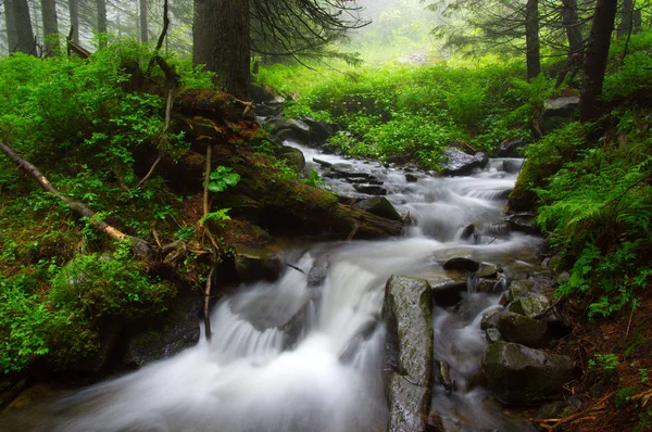 Fiume Nel Bosco Alberi Nella Nebbia — Foto Stock