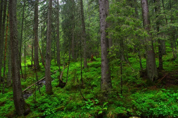 Árvores Floresta Nevoeiro — Fotografia de Stock