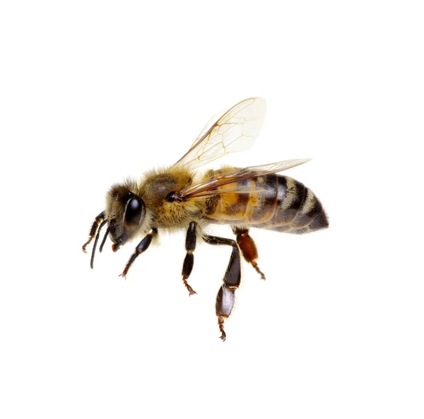 Abeja Aislada Blanco — Foto de Stock