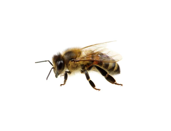 Abeja Aislada Blanco — Foto de Stock