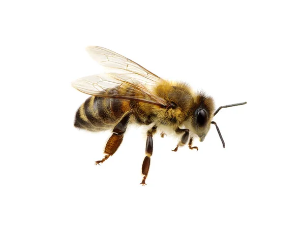 Bee Isolerad Den Vita — Stockfoto