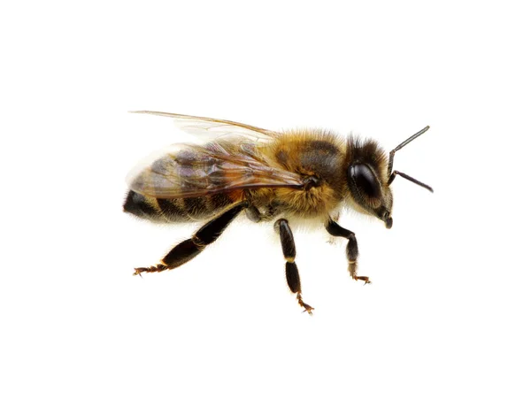 Bijen Geïsoleerd Het Wit — Stockfoto