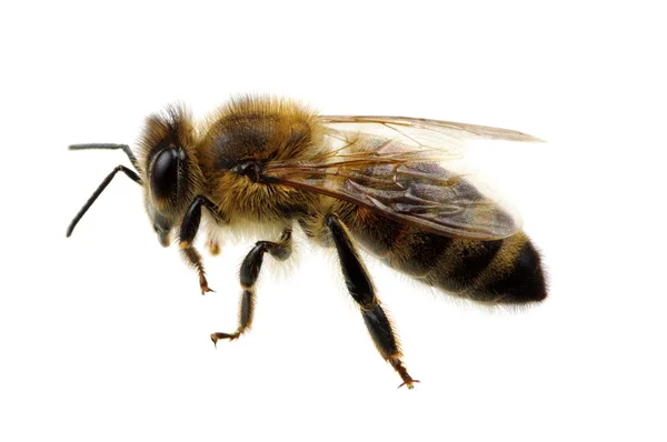 Abeja Aislada Blanco — Foto de Stock