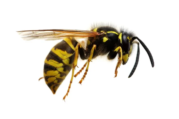 Wasp Isolated White Background — Stock Photo, Image