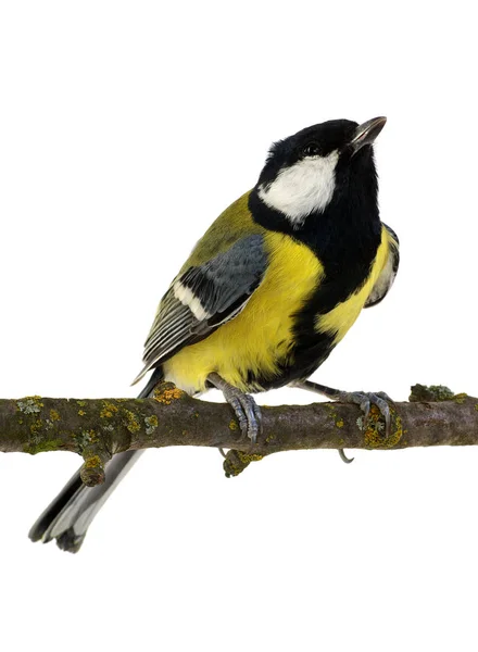 Great Tit Branch Isolated White — Stock Photo, Image