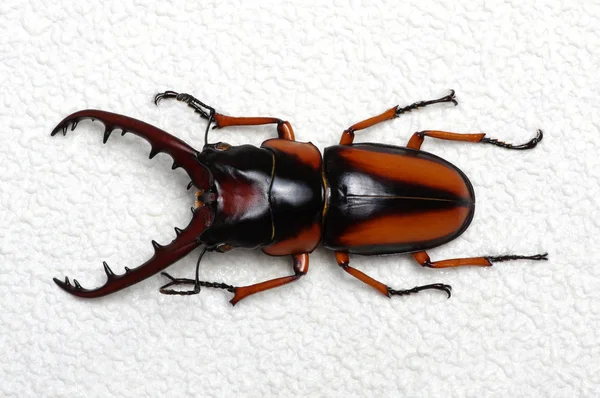 Stag Beetle Isolated Background — Stock Photo, Image