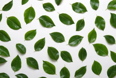 yeşil yapraklar beyaz üzerinde izole