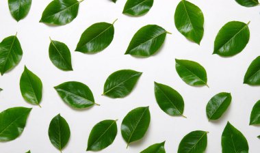 yeşil yapraklar beyaz üzerinde izole