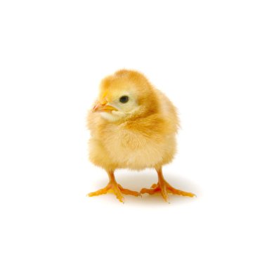 Civcivler beyaz izole