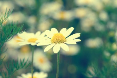 Sahada beyaz papatyalar