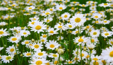 Beyaz papatya alan üzerinde