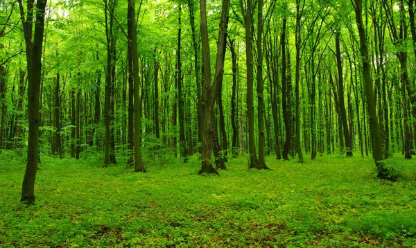 Alberi forestali in primavera — Foto Stock