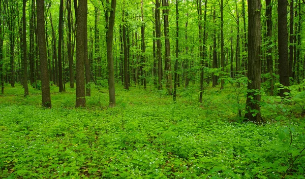 Forest trees in spring — Stock Photo, Image