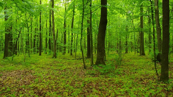 Árboles forestales en primavera —  Fotos de Stock