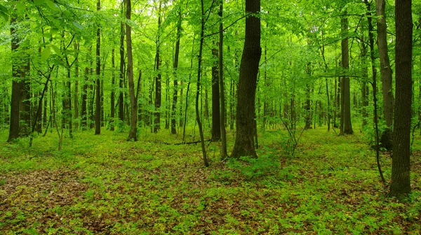 Floresta árvores na primavera — Fotografia de Stock