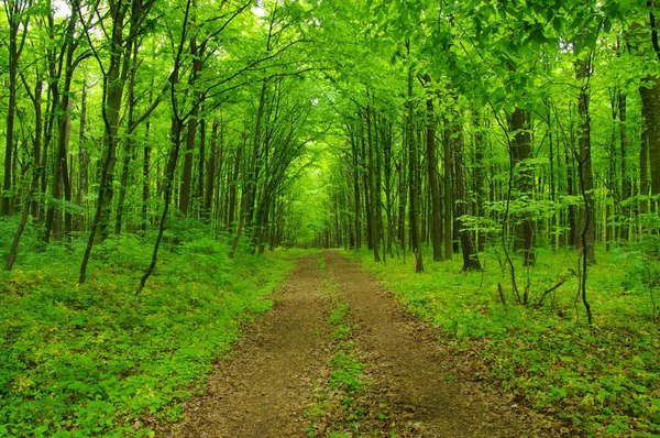 Bosque verde y sendero —  Fotos de Stock