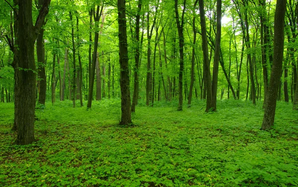 Árboles forestales en primavera — Foto de Stock