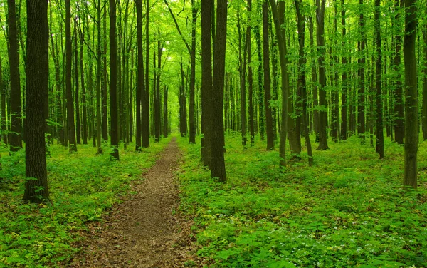 Green forest in spring — Stock Photo, Image