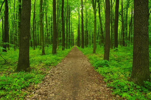 Floresta árvores na primavera — Fotografia de Stock