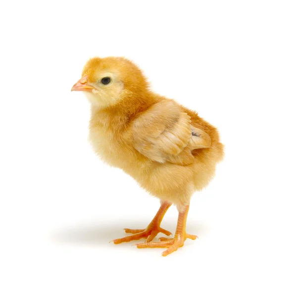 Piccoli polli appena nati isolati su sfondo bianco — Foto Stock
