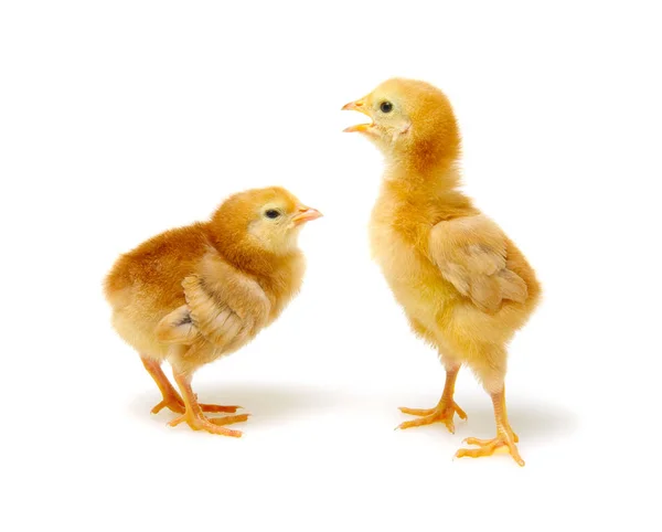 Niedliche kleine neugeborene Hühner — Stockfoto