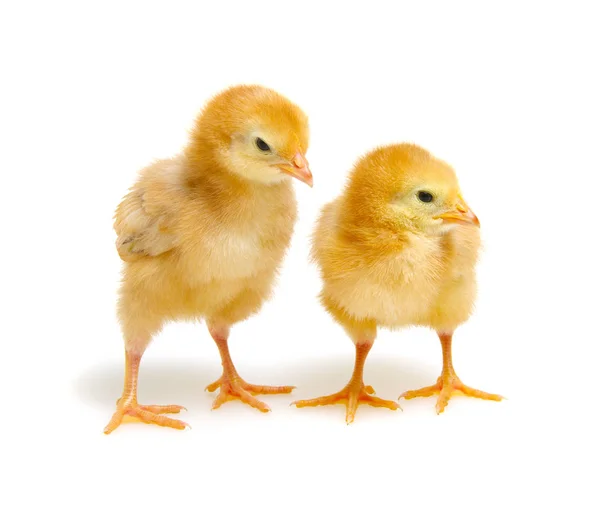 Cute little newborn chickens — Stock Photo, Image