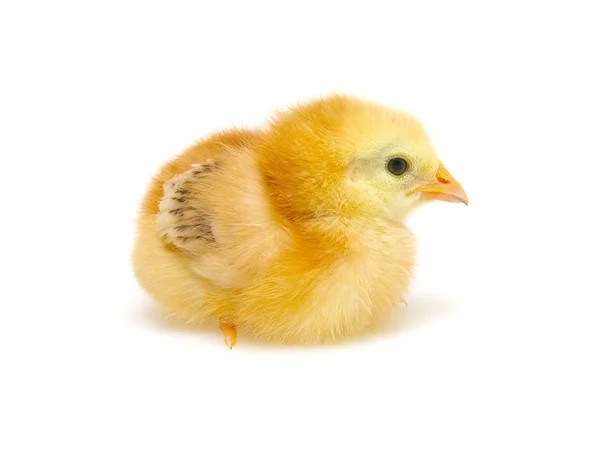 Piccoli polli appena nati isolati su sfondo bianco — Foto Stock