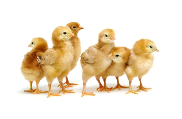 Pollos aislados en blanco — Foto de Stock